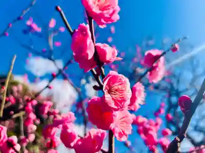 亀戸天神社(東京都)