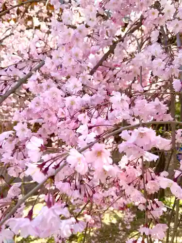 市原稲荷神社の自然