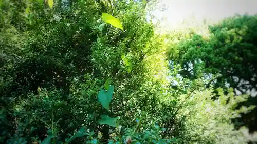 八龍社（稲島）の自然