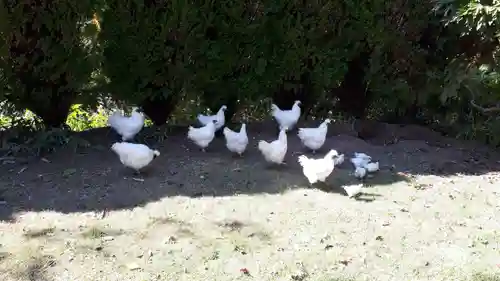 高屋敷稲荷神社の動物