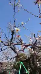 上里菅原神社の自然