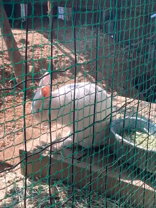 太子堂八幡神社の動物