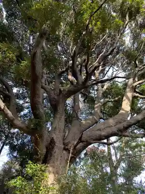 浅間神社の自然