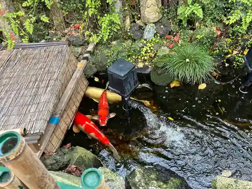 吉原弁財天本宮（吉原神社奥宮）の動物