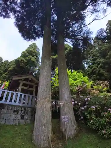 脊振神社の自然