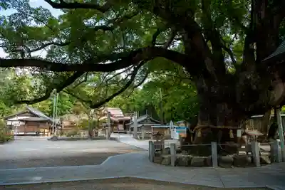 大麻比古神社(徳島県)