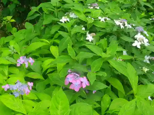 御霊神社の自然