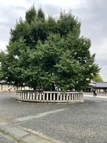 本願寺（西本願寺）の自然