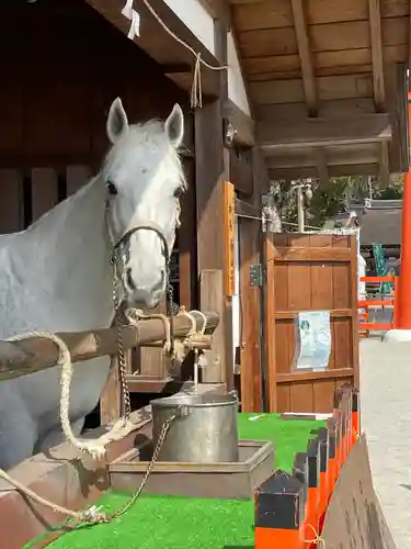 賀茂別雷神社（上賀茂神社）の動物