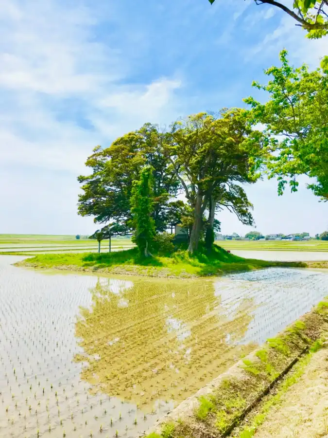 田んぼの中の愛宕神社