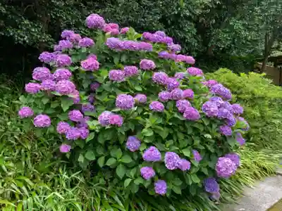 長壽寺（長寿寺）の自然