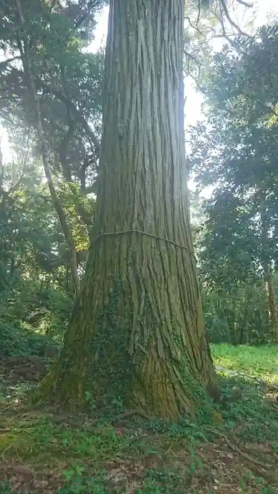大宮神社の自然