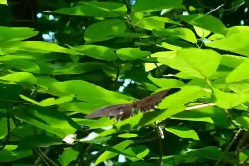 伊勢神宮外宮（豊受大神宮）の動物