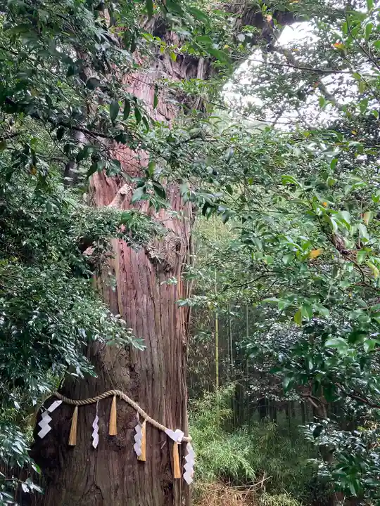 陸奥総社宮の自然