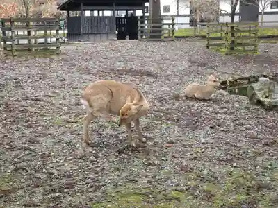彌彦神社(新潟県)