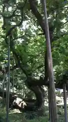 勝源院の庭園