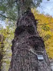 池尻稲荷神社の自然