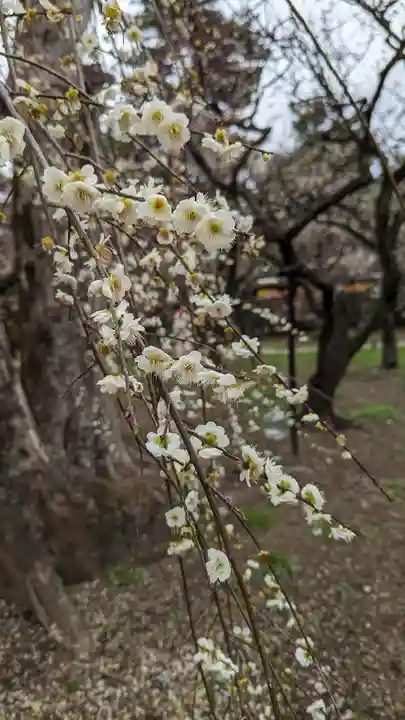 北野天満宮(京都府)