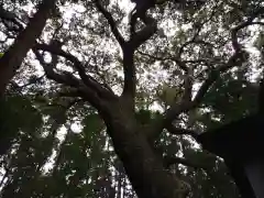 諏訪神社の建物その他