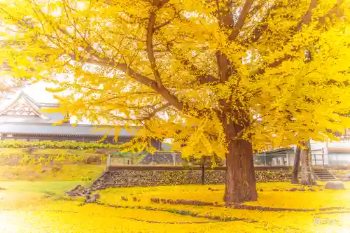 山形縣護國神社の自然