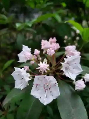 熊野神社(東京都)
