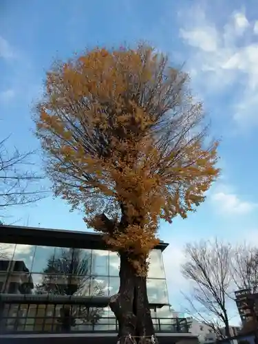 神田神社（神田明神）の自然