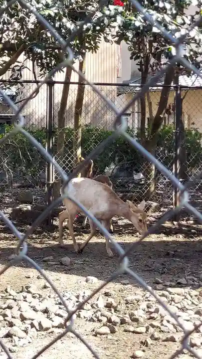 三嶋大社(静岡県)