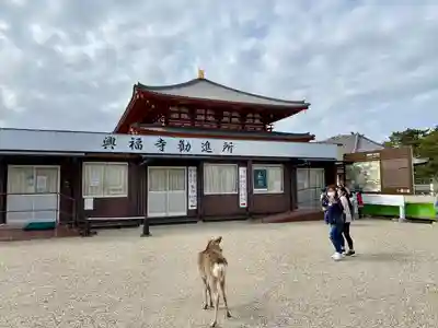 興福寺(奈良県)