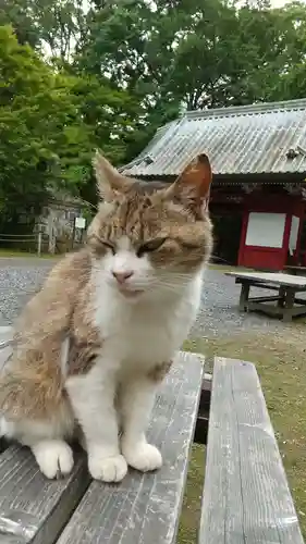 小松寺の動物
