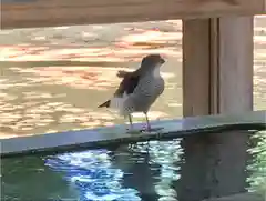 碑文谷八幡宮の動物