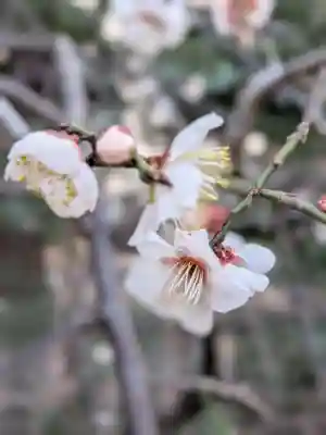 布多天神社(東京都)