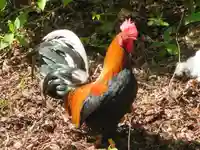 公時神社の動物