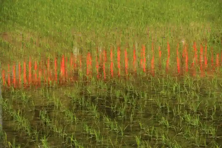 高屋敷稲荷神社の鳥居