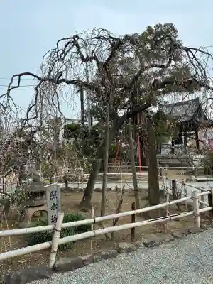 妙法寺(神奈川県)