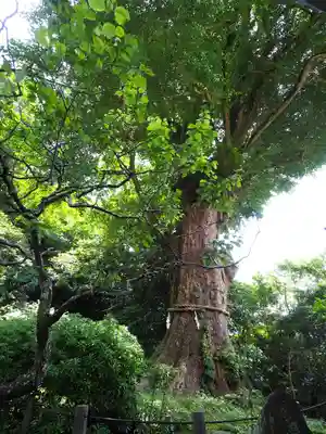 荏柄天神社(神奈川県)