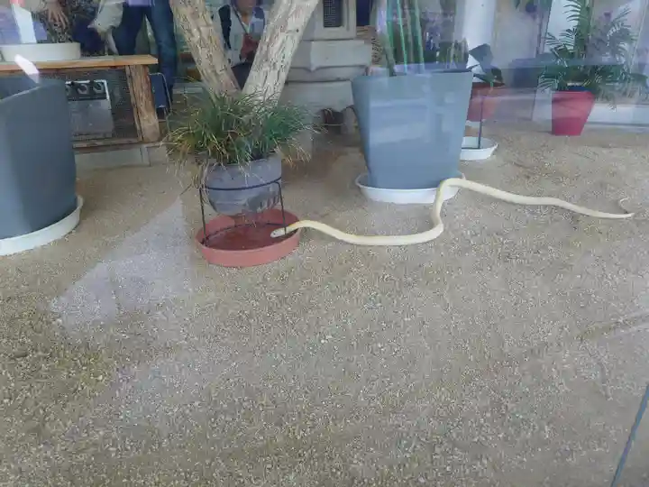 岩国白蛇神社(山口県)