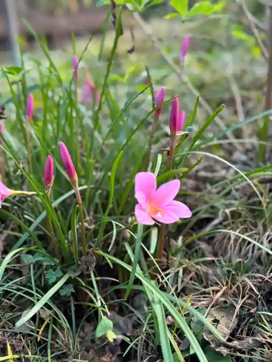 沙沙貴神社(滋賀県)