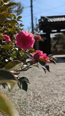 妙光寺(京都府)