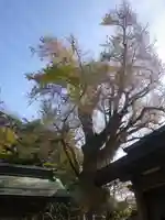 荏柄天神社の自然