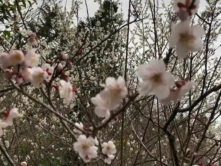 涌谷神社の自然
