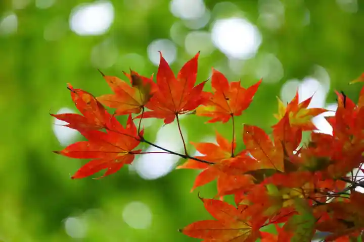 三春大神宮の自然
