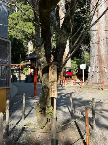 日光二荒山神社の自然