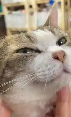 賀茂別雷神社(栃木県)