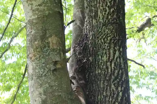 国宝 大法寺の自然