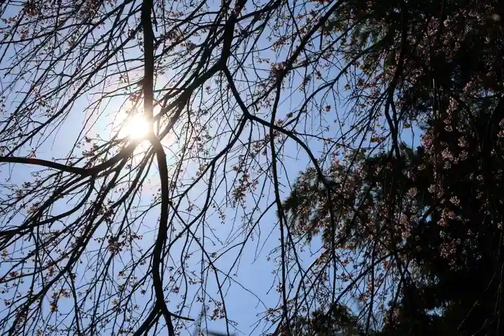 大六天麻王神社の自然