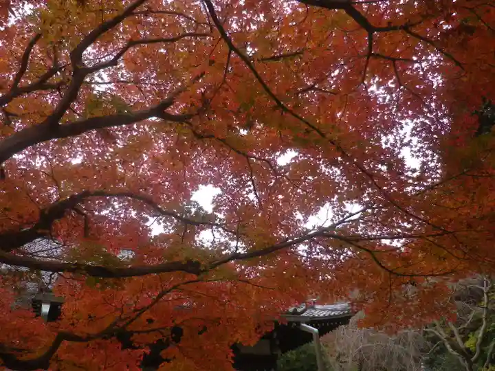 安國論寺(安国論寺)の自然