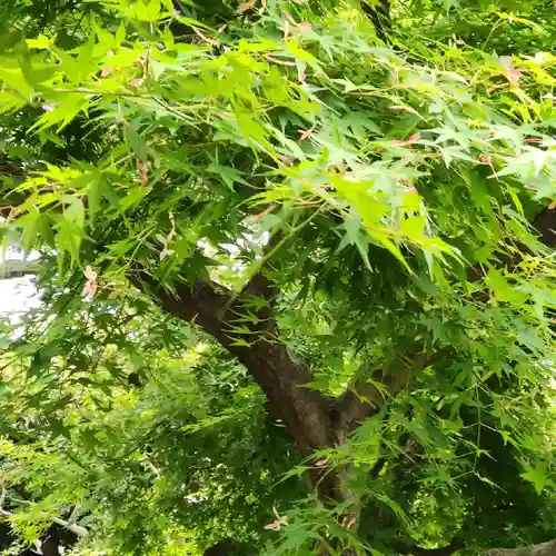 後白河院御聖蹟　法住寺の自然