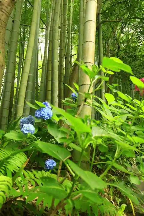 報国寺(神奈川県)