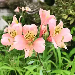 豊景神社の自然(2020年08月26日(水) 05時42分26秒投稿)