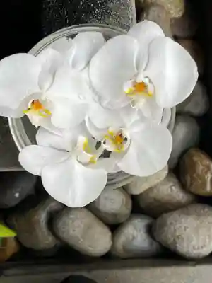 上尾御嶽神社(埼玉県)